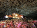   Velvet swimming crab Necora puber Picture taken Kenmare Bay Ireland. Ireland  